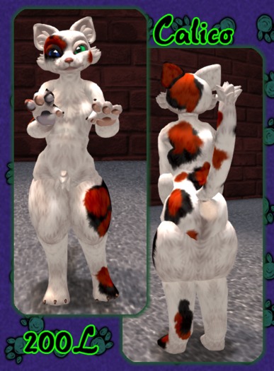 Calico Katt