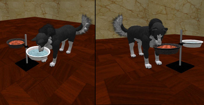 Dog Dish avi Quadruped Multi Texture