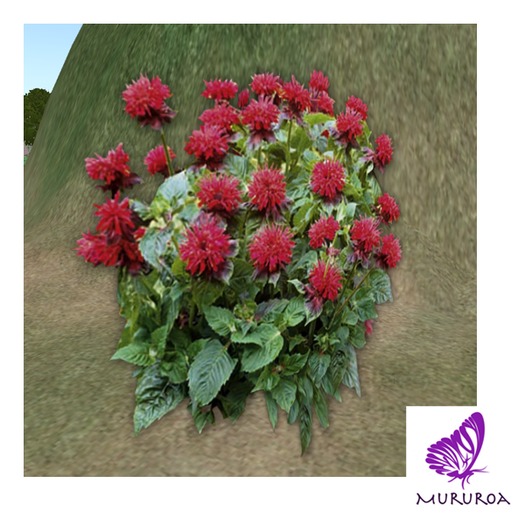 Mururoa Monard 1 prim Resizer