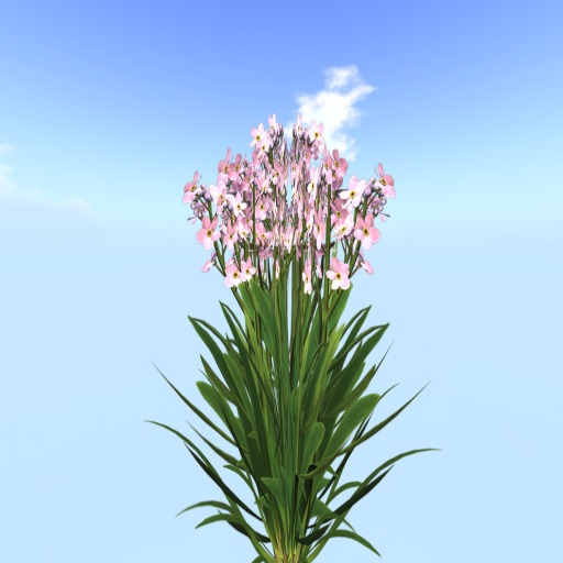 Forgetmenot