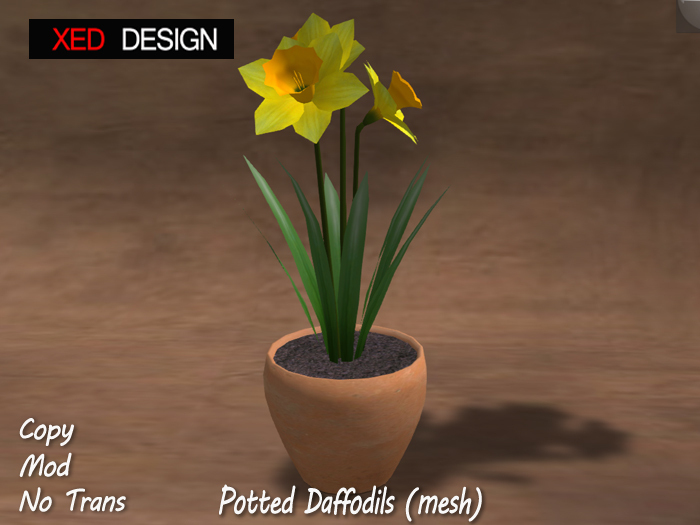 XD Potted Daffodils (mesh)