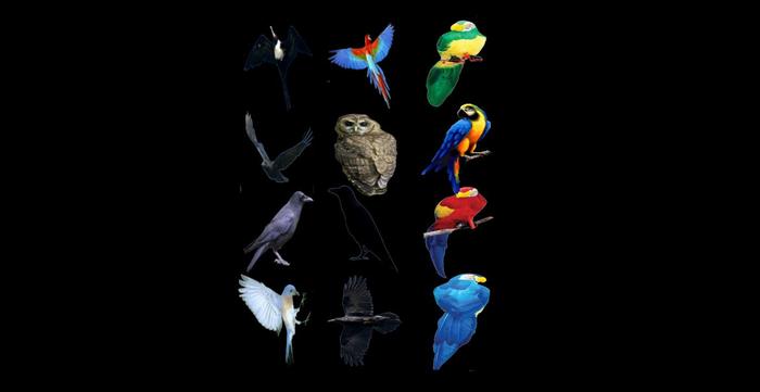 WZ 12 Birds textures Full perms