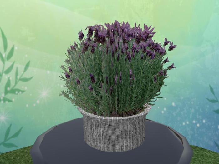 Lavender Basket