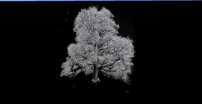 Winter-tree-2 full perms texture