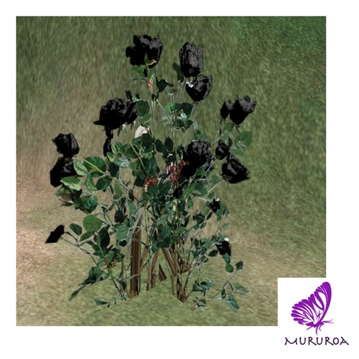 Mururoa Black Roses 1prim Resizer