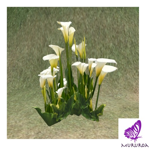 Calla Lillies Isa 1prim Resizer