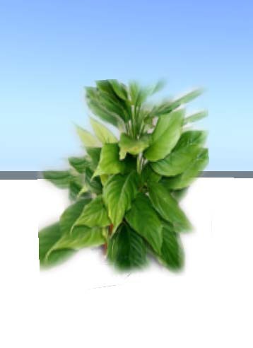 PRIM WITH OCEAN SOUND FULL PERM