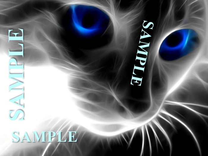Cool Cat