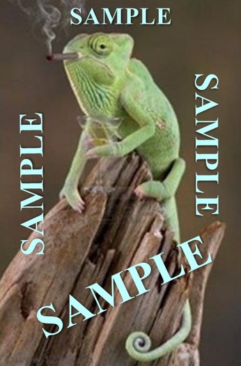 Cool Chameleon