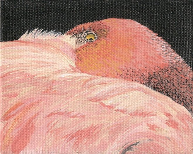 Pink Flamingo