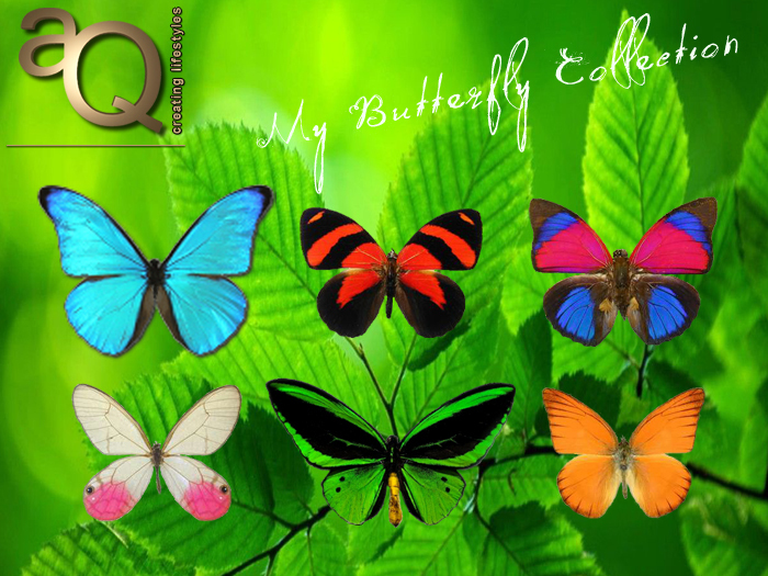aQ Full set of exotic butterflies