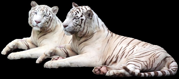 White Tigers