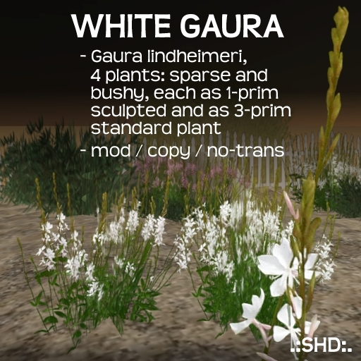 Gaura lindheimeri, White Gaura .:SHD:.