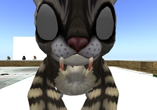 Krafties FELION Fangs