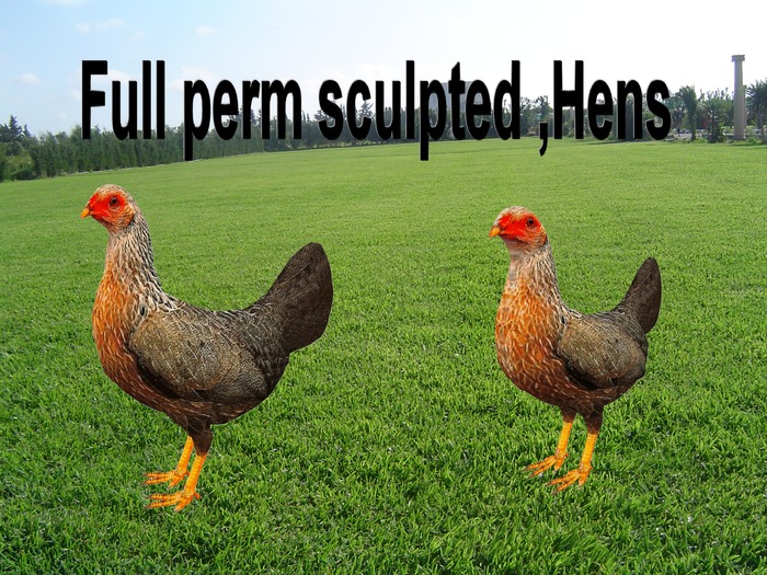 Full perm sculpted ,Hens