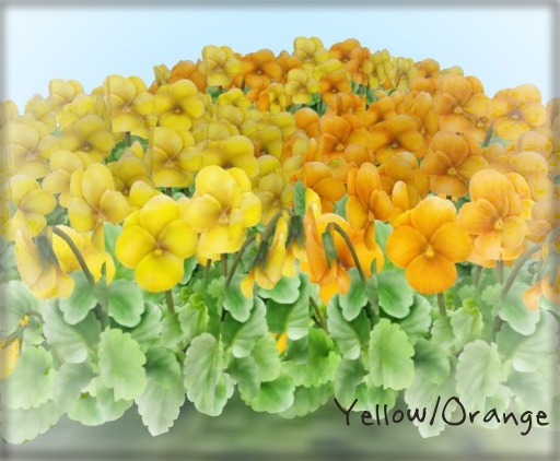 ::FG:: viola yellow/orange copy set