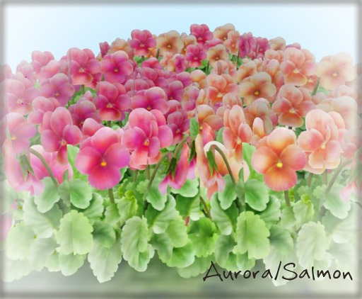 ::FG:: viola aurora/salmon copy set