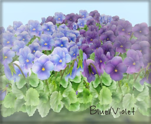 ::FG:: viola blue/violet copy set