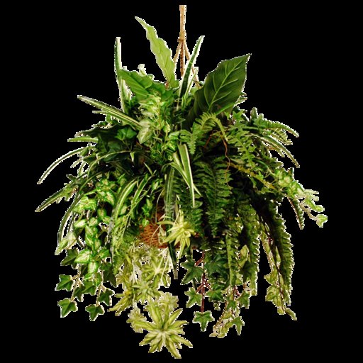 KMR-Plant Hang-006(planta colgante)