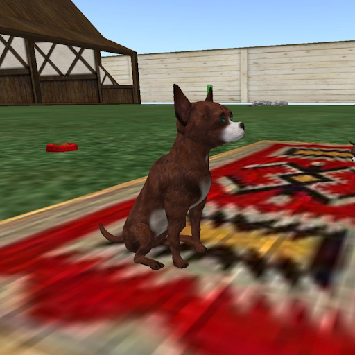 MALE Brindle coat Chihuahua