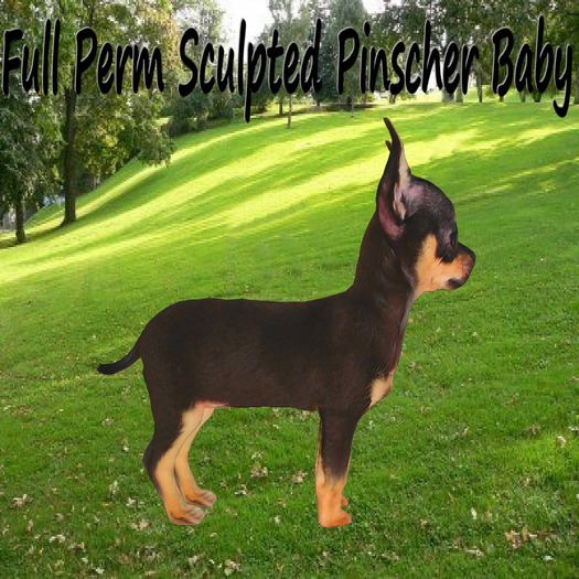 Full Perm Sculpted Pinscher Baby