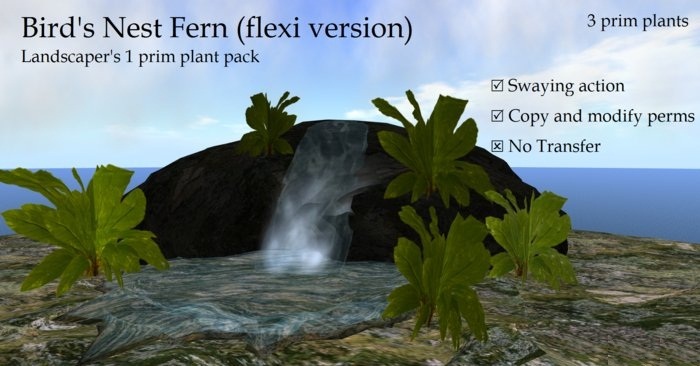 Bird's Nest Ferns Flexi Version By Ged 