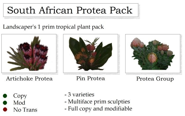 SOUTH AFRICAN PROTEA TROPICAL PLANT COLLECTION By Ged 