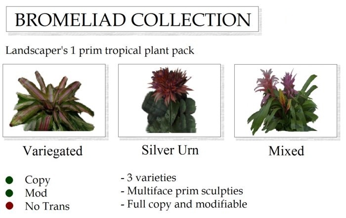 BROMELIAD TROPICAL PLANT COLLECTION By Ged 