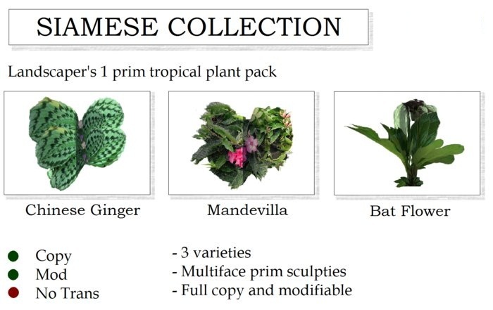SIAMESE TROPICAL PLANT COLLECTION By Ged 