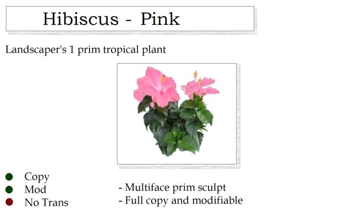 Hibiscus Plant Pink By Ged 