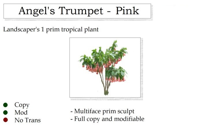 Angel's Trumpet Plant Pink By Ged 