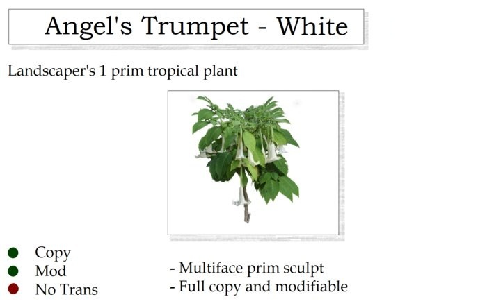 Angel's Trumpet Plant White By Ged 