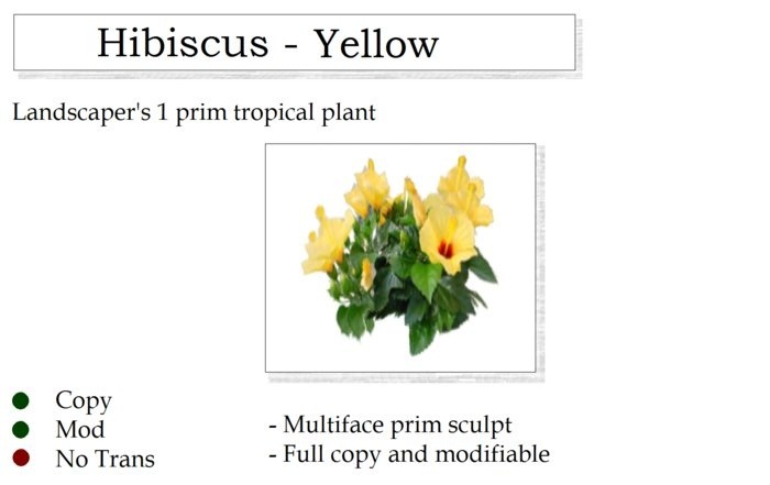 Hibiscus Plant Yellow By Ged 