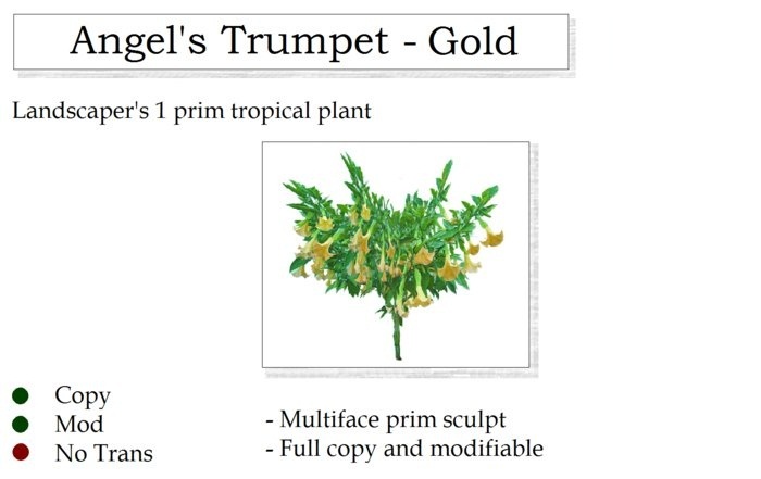 Angel's Trumpet Plant Gold By Ged 