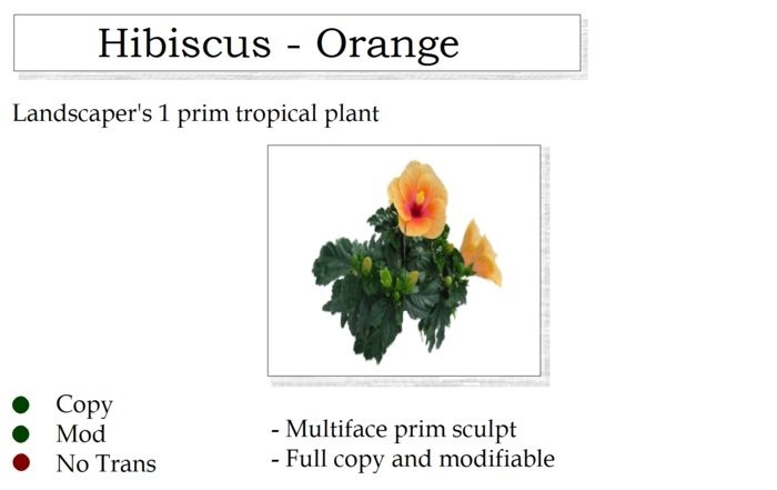 Hibiscus Plant Orange By Ged 