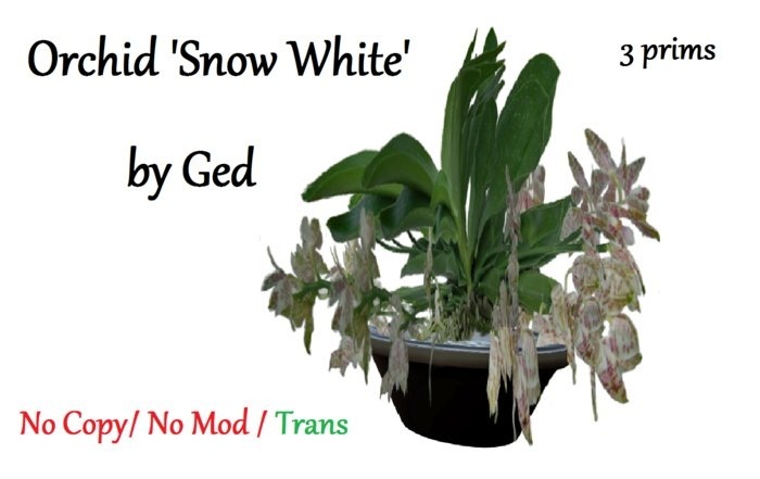 Orchid 'Snow White'
