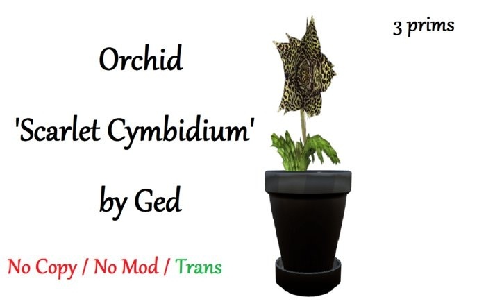 Orchid 'Scarlet Cymbidium' 