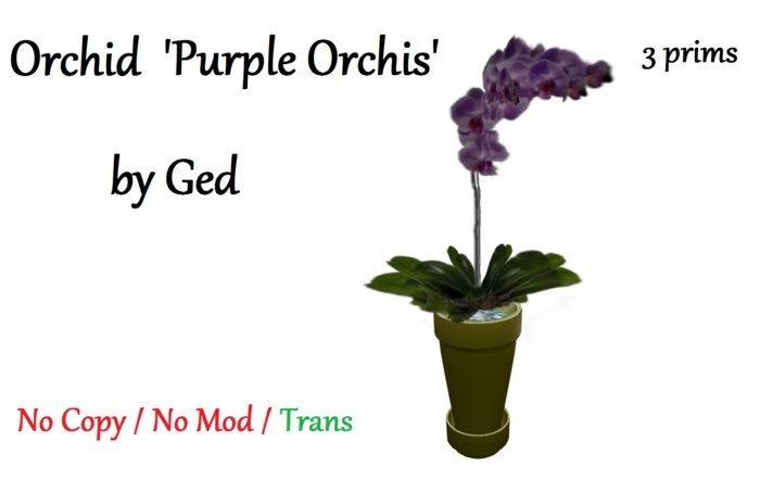 Orchid 'Purple Orchis'