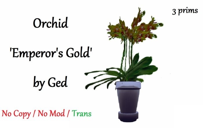 Orchid 'Emperor's Gold' 