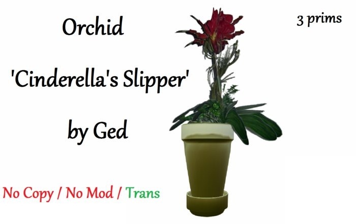 Orchid 'Cinderella's Slipper' 