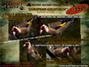 Gc egoldfinch ad1