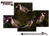 Gc egoldfinch ad2