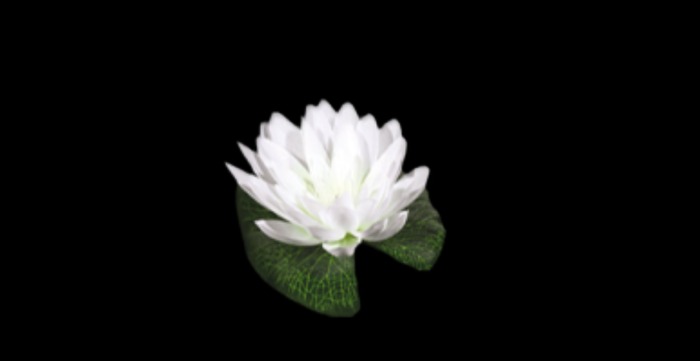WaterLily full perms texture