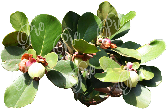 One Prim Paddle Fig Plant
