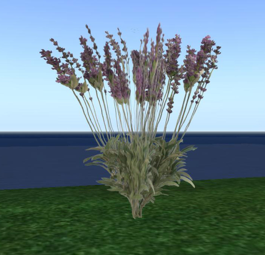 One Prim Lavender Plant