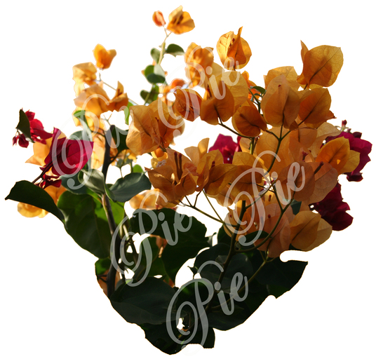 One Prim Gold and Red Bougainvillea Plant