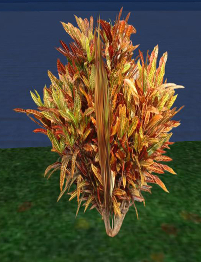 One Prim Croton 3 Plant