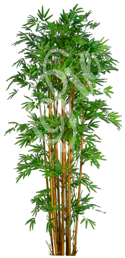 One Prim Stand of Bamboo Plant