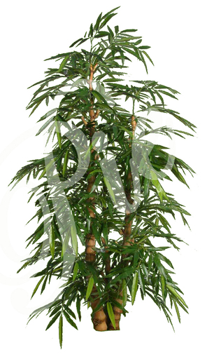 One Prim Bamboo Buddha Plant