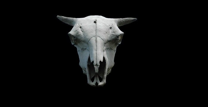 Animal skull wall decoration full perms texture